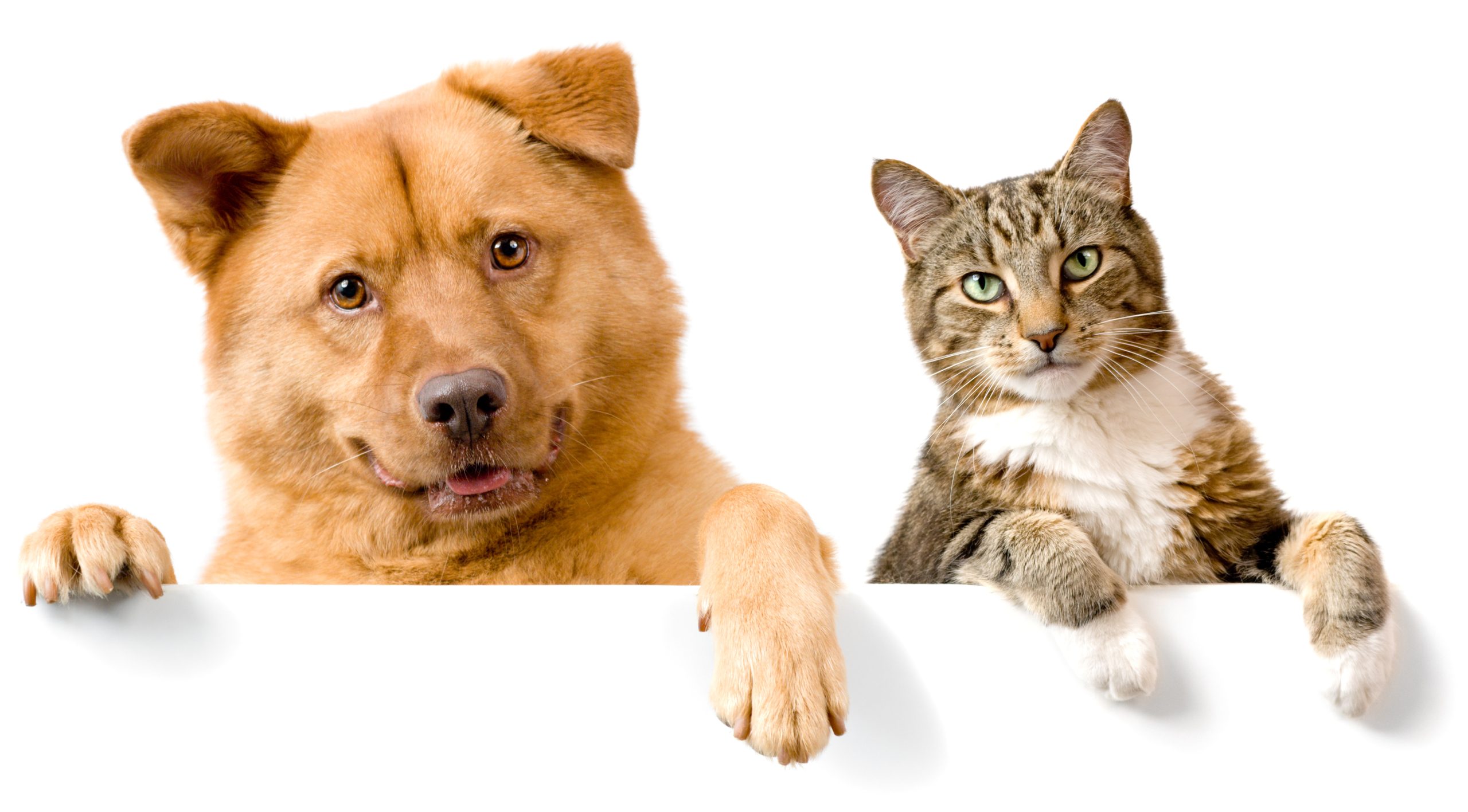 Veterinarian in Austin, TX